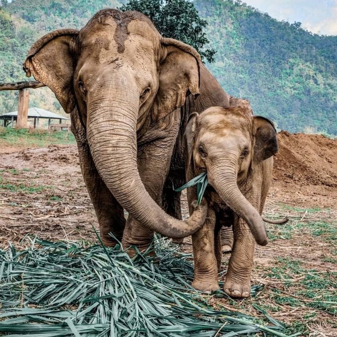 Kerala Pregnant Elephant Dies