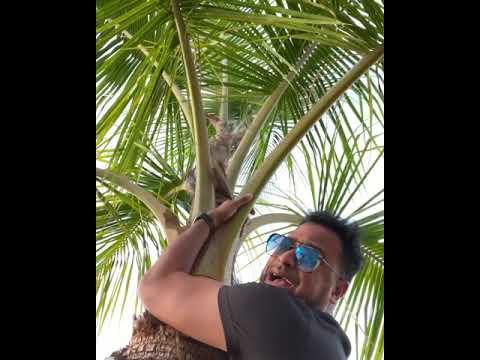 Ravi B Caught On A Coconut Tree