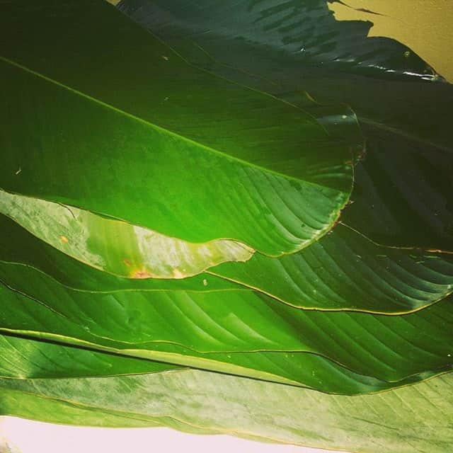 Sohari Leaf Trinidad